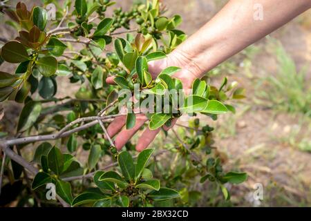 gros plan. Une main tient une branche d'un arbre de goyave qui commence à croître. Banque D'Images