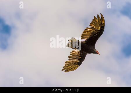 Îles Falkland, île de West point, Turquie Vulture ou Vulture aura (Cathartes aura) en vol dans le ciel Banque D'Images