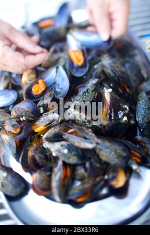 Espagne, Galice, Ramon Pena en conserve, moules à déguster à bord du bateau Banque D'Images