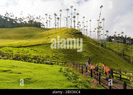 Colombie, département de Quindio, Salento, paysage culturel de la colombie café, Parc naturel national de Los Nevados, vallée de Cocora, palmiers à cire (Ceroxylon quindiuense) Banque D'Images