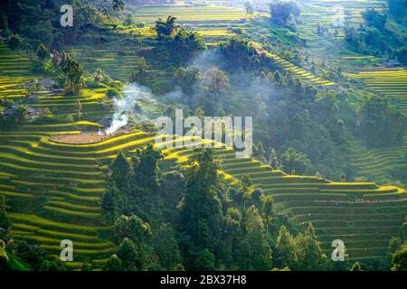 Vietnam, Ha Giang, Hoang su Phi, récolte du riz dans les champs de riz Banque D'Images