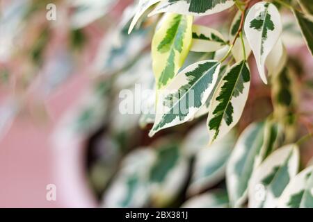 Branche de ficus benjamina avec feuilles variégéées, foyer sélectif, espace de copie Banque D'Images