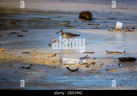 Sea Dunlin à la recherche de nourriture, en essayant de pêcher quelque chose au milieu des ordures laissées sur la plage Banque D'Images