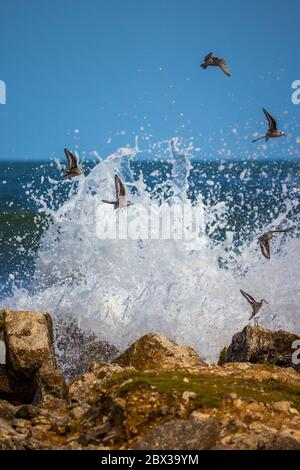 Un groupe de dunlins qui s'en emmènent après que l'eau de mer s'est éclaboussé contre le récif Banque D'Images