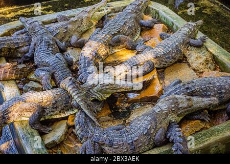 Un grand groupe de crocodiles se reposent l'un sur l'autre dans leur marais Banque D'Images