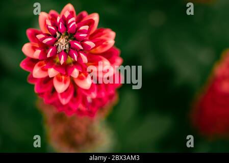 Lupins rouges fleuris dans le jardin, fond rouge. Banque D'Images