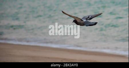 Atterrissage de pigeon sauvage après un long vol magnifique. Banque D'Images