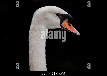 Muet Swan tête d'oiseau et cou gros plan avec fond noir et nom scientifique est Cygnus color aussi ces cygnes sont considérés comme un symbole de romance Banque D'Images