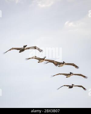 Groupe de pélicans volant sur formation serrée Banque D'Images