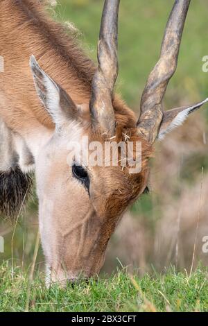 Plan de tête d'un pâturage de la commune (taurotragus oryx). Banque D'Images