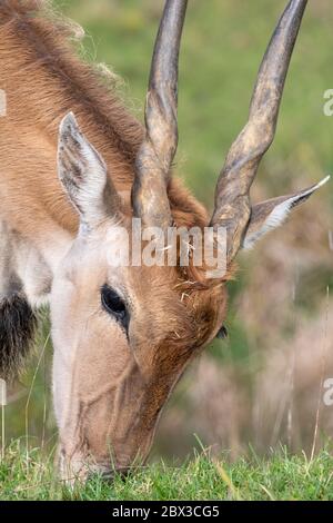Plan de tête d'un pâturage de la commune (taurotragus oryx). Banque D'Images