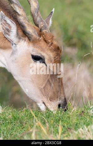 Plan de tête d'un pâturage de la commune (taurotragus oryx). Banque D'Images