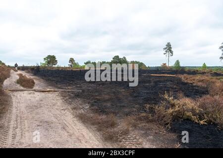 4 juin 2020. Après un grand incendie de forêt à la réserve naturelle nationale commune du jeudi à Surrey, au Royaume-Uni. Le feu, qui a commencé le 30 mai 2020, a dévasté environ 150 hectares de landes, un habitat important pour de nombreuses espèces sauvages, comme les reptiles rares et les oiseaux de landes. La promenade qui traverse les zones plus humides de la réserve a également été gravement endommagée. La cause n'est pas établie, mais aurait pu être due à l'élimination négligente d'une cigarette ou à l'utilisation d'un barbecue jetable pendant une longue période chaude et sèche. Banque D'Images