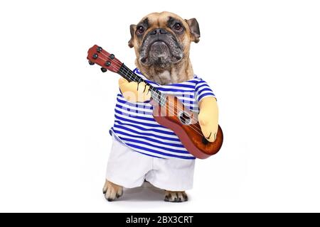 Chien Bulldog français habillé comme joueur de guitare portant un costume avec une chemise rayée, un pantalon et de faux bras tenant une guitare, isolé sur fond blanc Banque D'Images