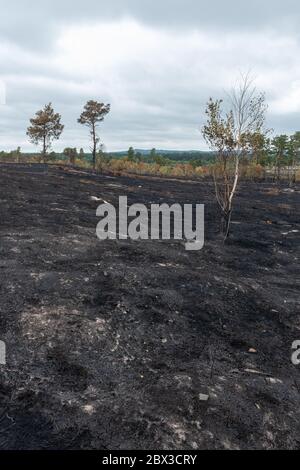 4 juin 2020. Après un grand incendie de forêt à la réserve naturelle nationale commune du jeudi à Surrey, au Royaume-Uni. Le feu, qui a commencé le 30 mai 2020, a dévasté environ 150 hectares de landes, un habitat important pour de nombreuses espèces sauvages, comme les reptiles rares et les oiseaux de landes. La promenade qui traverse les zones plus humides de la réserve a également été gravement endommagée. La cause n'est pas établie, mais aurait pu être due à l'élimination négligente d'une cigarette ou à l'utilisation d'un barbecue jetable pendant une longue période chaude et sèche. Banque D'Images