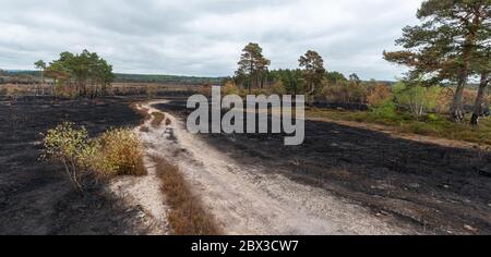 4 juin 2020. Après un grand incendie de forêt à la réserve naturelle nationale commune du jeudi à Surrey, au Royaume-Uni. Le feu, qui a commencé le 30 mai 2020, a dévasté environ 150 hectares de landes, un habitat important pour de nombreuses espèces sauvages, comme les reptiles rares et les oiseaux de landes. La promenade qui traverse les zones plus humides de la réserve a également été gravement endommagée. La cause n'est pas établie, mais aurait pu être due à l'élimination négligente d'une cigarette ou à l'utilisation d'un barbecue jetable pendant une longue période chaude et sèche. Banque D'Images