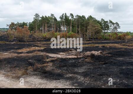 4 juin 2020. Après un grand incendie de forêt à la réserve naturelle nationale commune du jeudi à Surrey, au Royaume-Uni. Le feu, qui a commencé le 30 mai 2020, a dévasté environ 150 hectares de landes, un habitat important pour de nombreuses espèces sauvages, comme les reptiles rares et les oiseaux de landes. La promenade qui traverse les zones plus humides de la réserve a également été gravement endommagée. La cause n'est pas établie, mais aurait pu être due à l'élimination négligente d'une cigarette ou à l'utilisation d'un barbecue jetable pendant une longue période chaude et sèche. Banque D'Images