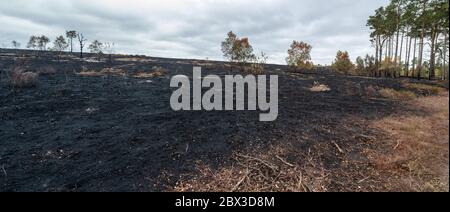 4 juin 2020. Après un grand incendie de forêt à la réserve naturelle nationale commune du jeudi à Surrey, au Royaume-Uni. Le feu, qui a commencé le 30 mai 2020, a dévasté environ 150 hectares de landes, un habitat important pour de nombreuses espèces sauvages, comme les reptiles rares et les oiseaux de landes. La promenade qui traverse les zones plus humides de la réserve a également été gravement endommagée. La cause n'est pas établie, mais aurait pu être due à l'élimination négligente d'une cigarette ou à l'utilisation d'un barbecue jetable pendant une longue période chaude et sèche. Banque D'Images