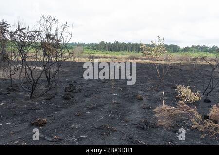 4 juin 2020. Après un grand incendie de forêt à la réserve naturelle nationale commune du jeudi à Surrey, au Royaume-Uni. Le feu, qui a commencé le 30 mai 2020, a dévasté environ 150 hectares de landes, un habitat important pour de nombreuses espèces sauvages, comme les reptiles rares et les oiseaux de landes. La promenade qui traverse les zones plus humides de la réserve a également été gravement endommagée. La cause n'est pas établie, mais aurait pu être due à l'élimination négligente d'une cigarette ou à l'utilisation d'un barbecue jetable pendant une longue période chaude et sèche. Banque D'Images