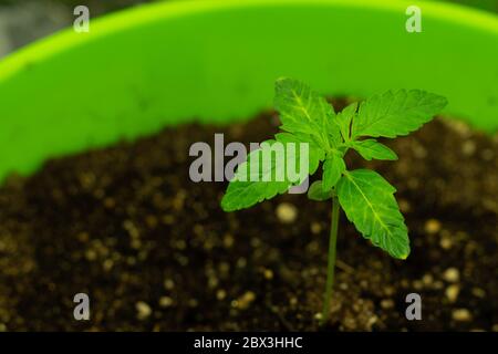 Jeune plante verte poussant dans le sol. Banque D'Images