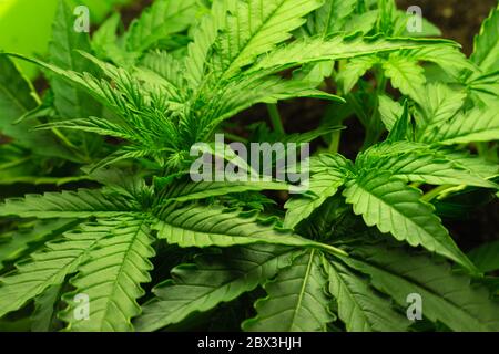 Culture de cannabis biologique. Vue rapprochée du dessus. Feuilles de marijuana médicale. Banque D'Images