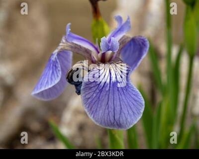 Gros plan d'une jolie fleur mauve d'Iris setosa dans un jardin Banque D'Images