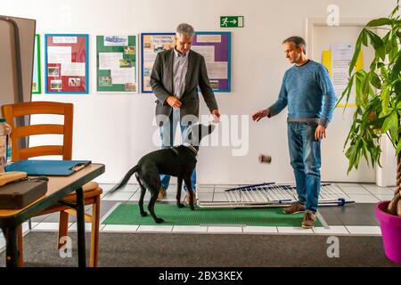 Test de caractère pendant l'examen comme chien de détection de moule à Dortmund, Allemagne Banque D'Images