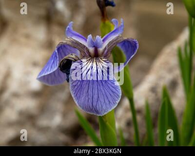 Gros plan d'une jolie fleur mauve d'Iris setosa dans un jardin Banque D'Images