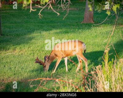 Gros plan sur un joli cerf de Mule au parc national de Capitol Reef Banque D'Images