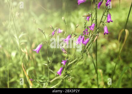 Bell sauvages fleurs violettes en prairie. Campanules dans le domaine avec la lumière du soleil Banque D'Images