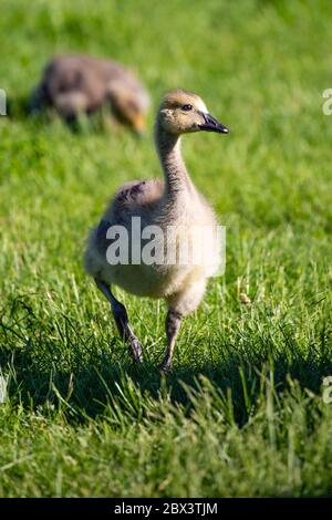 La marrade de la Bernache du Canada (Branta canadensis) se balade dans l'herbe au printemps, à la verticale Banque D'Images