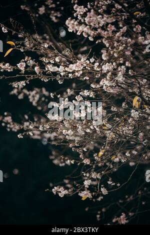 Fleurs de cerisier de Nouvelle-Zélande ou Sakuras au début de l'automne sur fond sombre. Banque D'Images