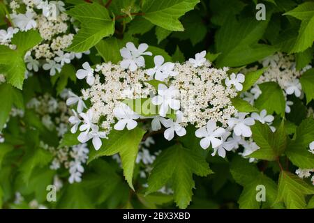 Gros plan sur des fleurs blanches de Lacy sur un petit buisson de canneberge (viburnum trilobum) avec un feuillage vert luxuriant Banque D'Images