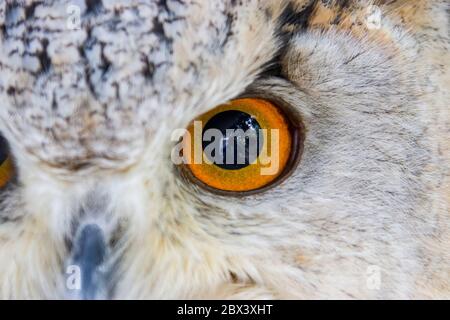 Image rapprochée de l'aigle-hibou de Sibérie occidentale (Bubo bubo sibiricus). C'est une sous-espèce de la chouette eurasienne, la plus pâle. Banque D'Images