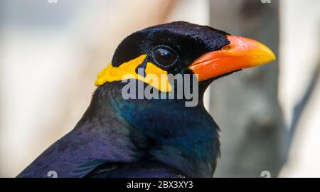 La myna commune (Gracula religiosa) est un membre de la famille des étoiles. Les oiseaux de cage populaires, renommés pour leur capacité à imiter la parole. Banque D'Images