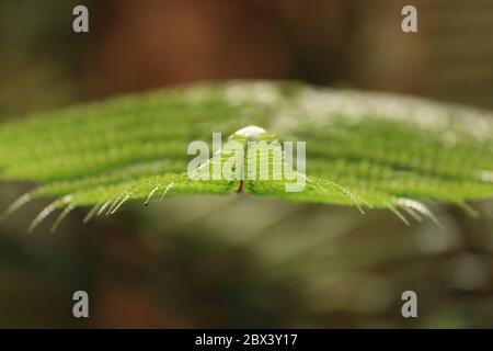 Avant de Fern dans le Bush de Nouvelle-Zélande Banque D'Images