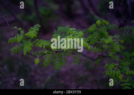 Une photo en gros plan d'une branche d'arbre avec de petites fougères comme des feuilles vertes avec le fond de la forêt flou dans l'arrière-plan créant un magnifique bokeh Banque D'Images