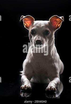 Un petit chien posant pour un portrait dans un studio photo avec un fond noir, photographie un concept d'éclairage dramatique Banque D'Images