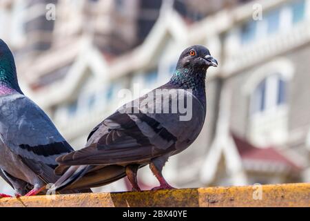 Un pigeon se trouve sur les rails de fer. Le fond bokeh est le plus célèbre hôtel de luxe de Mumbai Inde. Banque D'Images