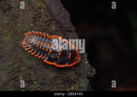 Gros plan de l'insecte Trilobite Beetle un insecte rare de Bornéo-nature Wildlife concept Banque D'Images