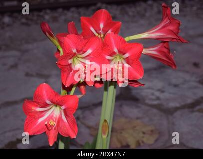 Près de Lily rouge ou de Lily St Joseph Banque D'Images