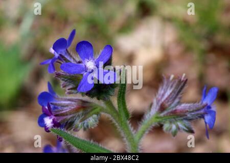 Anchusa azurea - plante sauvage au printemps. Banque D'Images