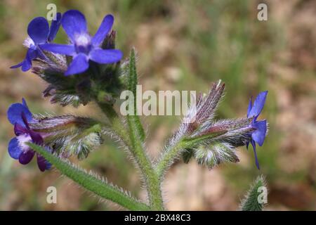 Anchusa azurea - plante sauvage au printemps. Banque D'Images