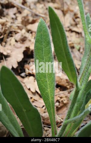 Anchusa azurea - plante sauvage au printemps. Banque D'Images