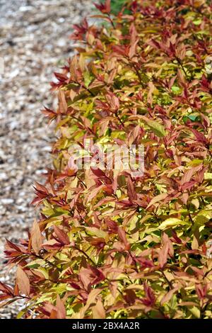 Spirea japonica Goldflame Spiraea Banque D'Images