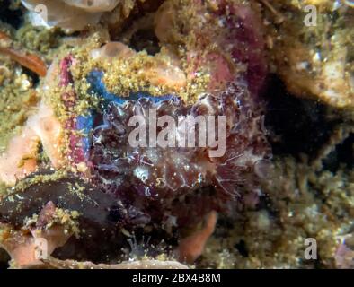 Une nudibranche de Bohol discodoris (Discodoris boholiensis) Banque D'Images