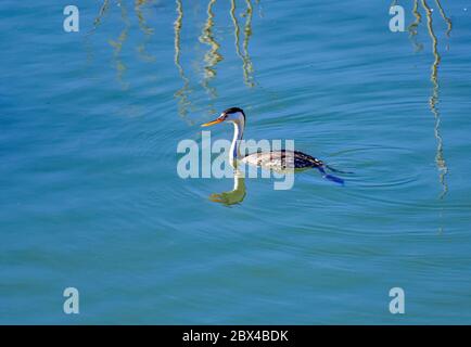 WESTERN grebe (Aechmophorus occidentalis) natation dans le lac Berryessa CA USA Banque D'Images