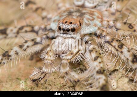 Spider of Bornéo , Huntsman Spider - nature Wildlife concept Banque D'Images
