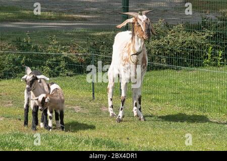 Deux enfants de chèvre brun corné, brun, jouant sur l'herbe de printemps, à côté de la mère, foyer sélectif Banque D'Images