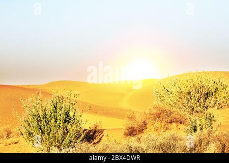 Pomme de Sodome (calotrope, calotropis procera) dans les sables du Grand désert indien (Thar) avec des fruits toxiques. Lever de soleil dans le désert sur une dune Banque D'Images